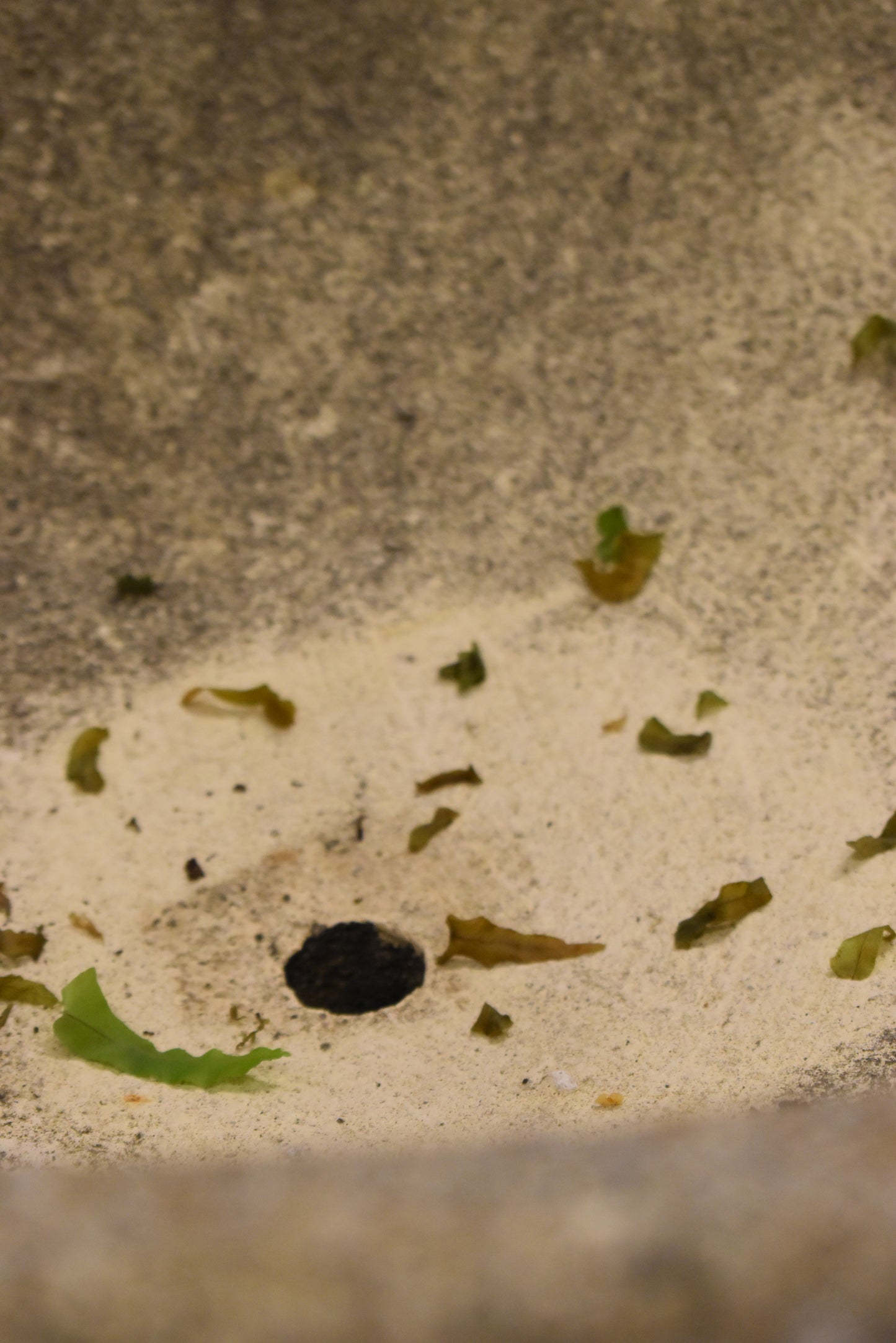 Lovely Old French Fountain / Bird Bath