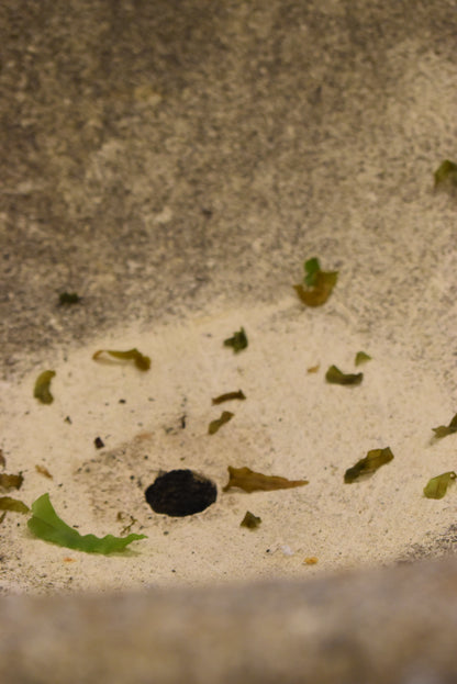 Lovely Old French Fountain / Bird Bath